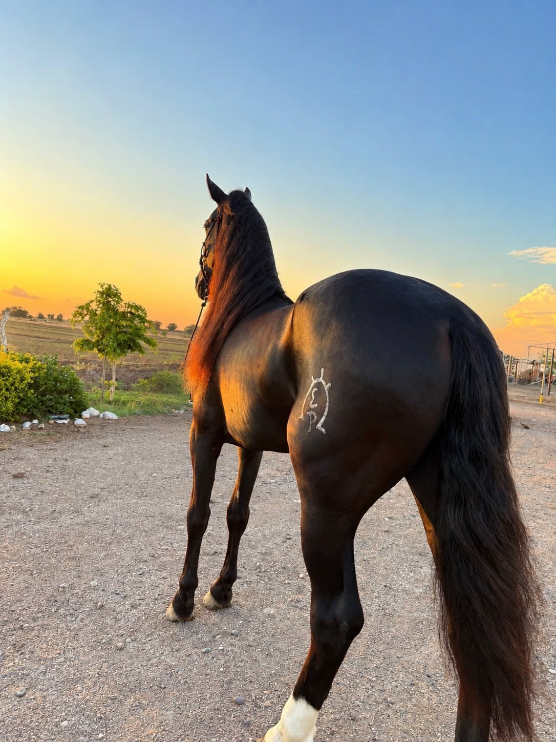 ¡GRAN RIFA ENTRE AMIGOS DE A CABALLO! — foto 3