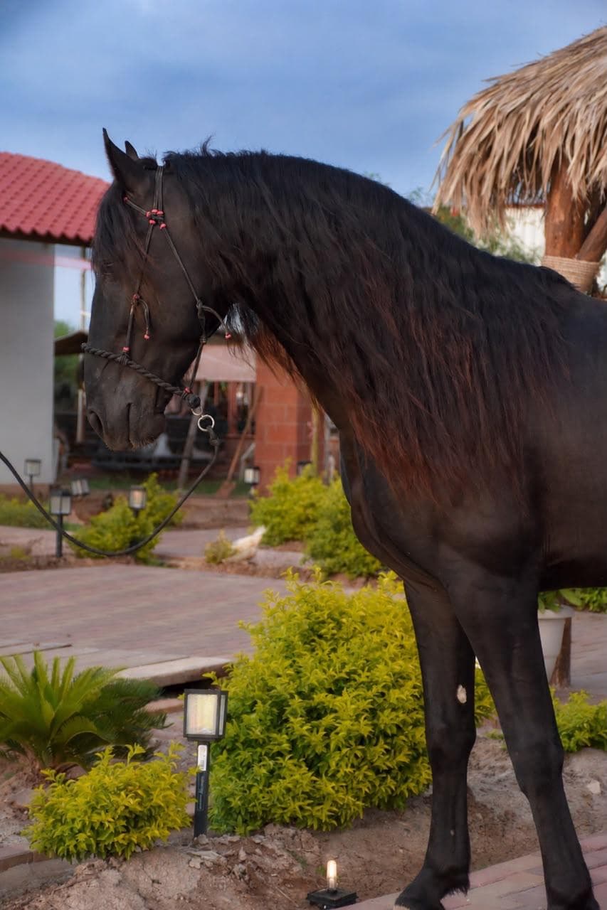 ¡GRAN RIFA ENTRE AMIGOS DE A CABALLO! — foto 2
